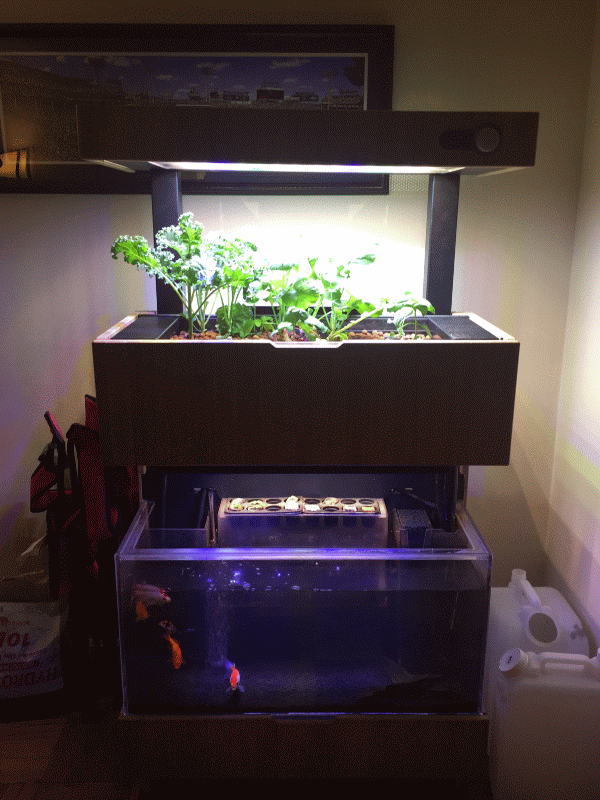 A beautiful Grove Ecosystem